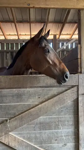 She knows that sound! #ottb #ottbreact #reaction #thoroughbred #racesound #trumpet #ottbmare #ottbsoftiktok