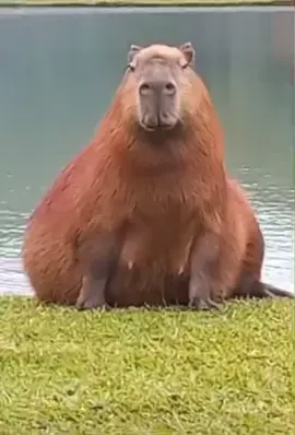 Big Capy chews his food #fyp #foryou #foryoupage #capy #capybara #goofyahh #goofyahhsound #okipullup