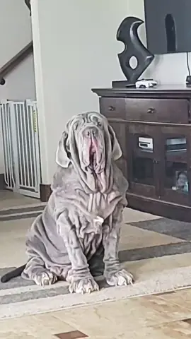 BIG BOY #ceoofwrinkles #mastiff #bigboy #toadthemastiff