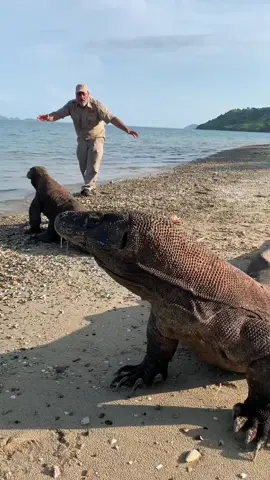 The big boys are on the beach 🏝 Giant Komodo dragons😱 Indonesia is one amazing country with lots of amazing #animals #indonesia #komododragon #bigboys #komodoisland