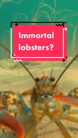 Are lobsters immortal???🦞 #AnimalFacts #LearnOnTikTok #lobster #WorldOceansDay