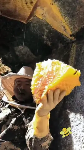 Amazing wild honey 🍯🐝 #honeybee #wildhoney #honeycomb #bee #honey #satisfying #foryoupage #asmr