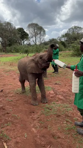 Esoit has his own distinctive ‘swung leg’ run - the result of a calcified back right knee - but it certainly doesn’t slow him down at feeding time. Very much the entertainer of the Nursery elephant herd, you can read his unique story online (link in bio) #EsoitSWT #run #swinging #milk #feeding #elephant #animalrescue #animals #sheldrickwildlifetrust #kenya