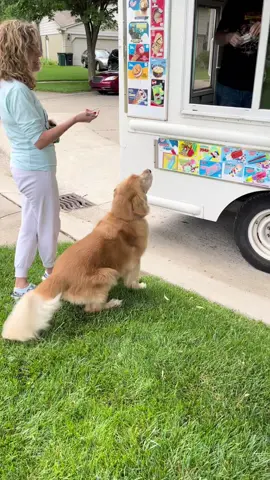 Ice Cream truck came by again! Freddie was very exited! He had to wait for mom to get the money lol!! #MakeASplash #goldenretriever #freddie #10MillionAdoptions