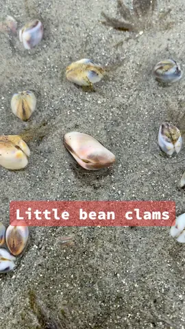 I’ve never seen so many clams 😱 #clam #clams #beanclam #socal #beachcombing #molecrab #marinebiology #naturalist #fyp
