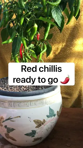 🌶 #chilli #chillis #chilliplant #chilliplants #chilliplant #chillipepper #hotchilli #hotchilli🌶️ #gardener #plants #summerplants #greenhouse #springvibes #summervibes #gardening #gardengirl #gardengirls