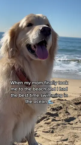 Like seriously, I need my own pool 😅#goldenretriever #PetsOfTikTok #saltwater #poordog
