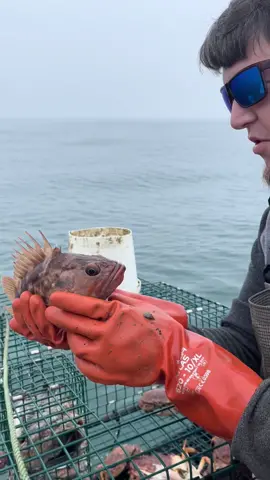 Rock Fish in our Crab Trap Today #release #friendliestcatch #rockcrab #crab #fishtok #fish #eel #rockfishing #MakeASplash #eel #sea #octopus #santacruz #california #sushi #ocean #weather #science #seafood #montereybay #fisherman  @davidbfish @friendliestcatch