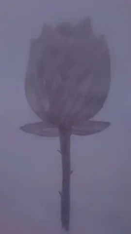 هاي الورده لمتابعينيالحلوين بس الدعم ديرو بالكم عليه😍🤍🌺#لايك_متابعه_ماتخسر_اي_شي