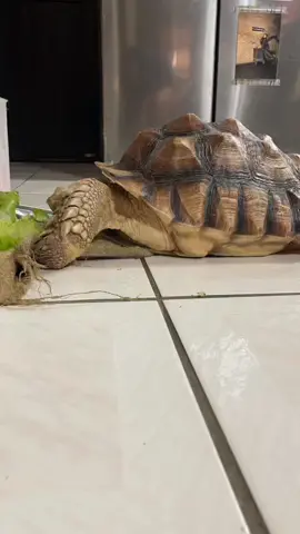 倒轉影片真好笑😄