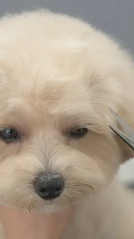 Don't cut too many of my eyelashes!　まつ毛を切りすぎないでね！ #lovelygrooming #maltese #toypoodle #grooming #トリミング #マルプー