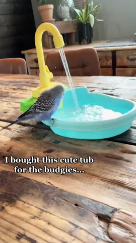 When you have a wannabe mermaid in the house. 💦 🧜‍♀️ #africangrey #africangreyparrot #funnyanimals #birdsoftiktok #birdlover #budgie #parrotsoftiktok #parrot
