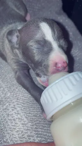 Our Disney litter 🖤 #sweetbabies #bottlebaby #supplements #helping #MakeNightsEpic #CatchChobaniOatmilk #AmazonVirtualTryOn #iggyfamily #cant # Awe 🥺 #tiny #baby #iggy #babyiggy #iggypuppy #iggys #iggysoftiktok #iggysoftheworld #iggylove #iggytok #iggytiktok #puppy #puppies #puppylove #puppylife #shadowbanned #trending #fyp #fy #foryourpage #foryou #viral #viralvideo #puppytiktok #puppiesforlife #omg #lol #wow #humor #comedy #funny #haha #lo #hi #hello #family #friends #follow #Love #life #luv