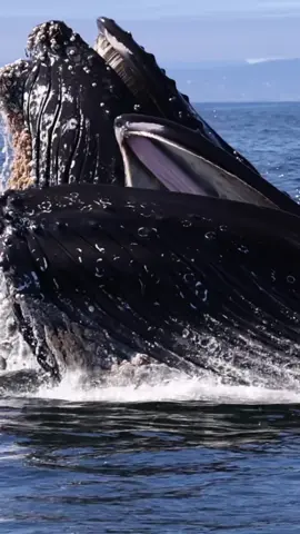 Lunge feeding whales at oceanic-expeditions.com. Yesterday we had the time of a life time with several humpbacks lunge feeding right next to our boat. #seemonterey #whalewatching #boat #whale #tail #humpbackwhale #breach #jump #fly #low #high #news #media #lunges #wildlife #dope #montereycalifornia #coast #cali #sunset #fog