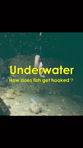 The allure of live bait!#fishing ##underwater