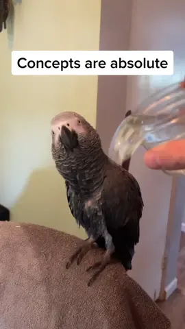 #pouringwater #water #pour #talkingparrot #talkingbird #africangrey #funny #smartbird #parrotsoftiktok #fyp #foryou #foryourpage #parrots #birds #birb #parrot #burdsoftiktok #absurd #ridiculous