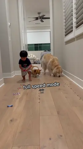 We did this game 2 years ago without Eric, and Maui won both times 😂#goldenretriever #PetsOfTikTok #FamilyFun #babyanddog