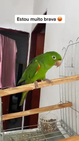 Tô p*t@ 🤬🦜 #maritaca #periquitaomaracana #maritacafalante #fffyyypppp #bird #joaorock2022