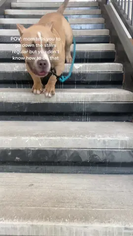 it’s the bunny hop for me 😂 #MakeNightsEpic #famousdogsoftiktok #bulliesoftikitok #dogsofttiktok