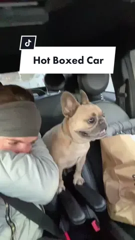Well at least im awake now #tatum #tatumtalks #carride #dogsoftiktok  #dogfart #hotbox #frenchieoftiktok @somefrenchienamedapollo @somefrenchienamedapollo
