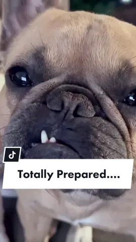 Always good to have a plan #itmaygetbigger #weretotallyprepared #frenchiesoftiktok #dogsoftiktok #selflove #innapropriatehumor @somefrenchienamedapollo @somefrenchienamedapollo