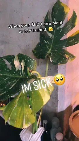 I am asking for privacy at this very difficult time 🫠🥹☹️🥺😭🍃🌱          #plantdrama #plantlover #plantdad #plantmom #plantparent #monsterathaiconstellation #monstera  #varigatedmonstera #rareplants  #PerfectPrideMovement #fyp