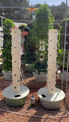 Vertical farming bok choy, tatsoi, and chard on aeroponic towers #towergarden #aeroponics #gardening #potager #hydroponics #farmtotable #agriculture #farming #vegetablegarden #bokchoy #tatsoi #chard