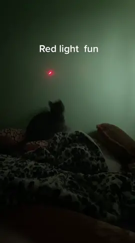 #cate #kittycat #redlight #fun #sleep #haha