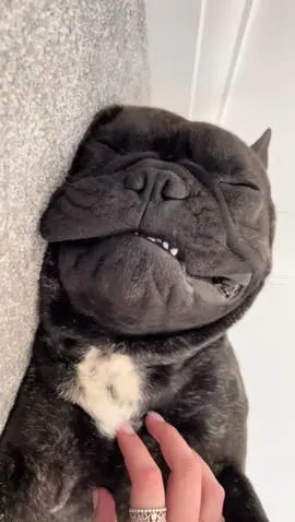 Unlimited belly rubs🫶 #fyp #doggo #hooman #tellmeyouhaveahooman #foryou #frenchie #frenchbulldog