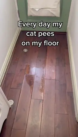 I need Mrs hinch #mrshinchcleaning #catslitter #fyp #queenreenthe1st