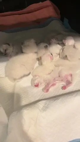New challenge, count the number of kitten yawns
