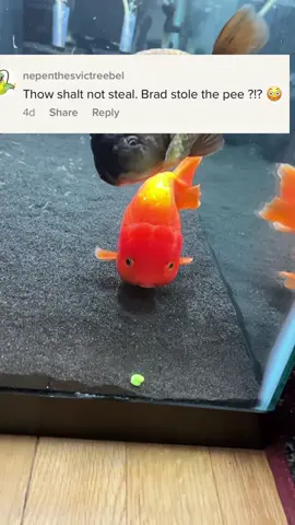 I’m sorry Brad, actions have consequences. You’ve done this to yourself. Jkjk you were a great fish and I miss you very much, hope you’re enjoying your new life with your new owner. The new greenhouse is coming along nicely, I will be buying new parent fish to breed soon. Big things to come! #fish #aquarium #goldfish #brad