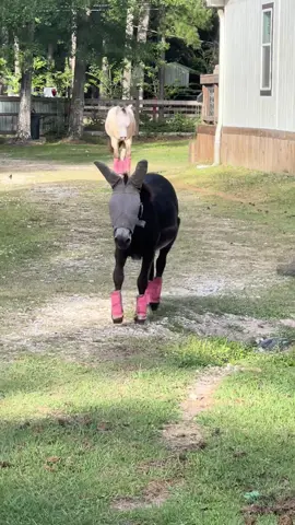 #montethesingingdonkey was caught nappin on the job!🤣 Always with the little trot, to make ✨sure✨ I know not to forget him 🥺💓. #emptybowlblues #yardgoblin #farmyardopera #ItsGreatOutdoors #CheetosReaperReactions #donkeysoftiktok #donkeytok #fyp #fypシ #flygear #Texas #wyzecam