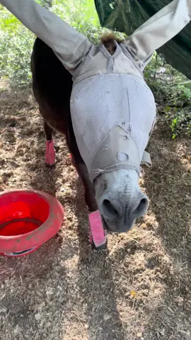 Some squeaks and grunts waiting on dinners. #montethesingingdonkey #ItsGreatOutdoors #emptybowlblues #farmyardopera #yardgoblin #farmyarddrama #donkeysoftiktok #donkeytok #fyp #Texas