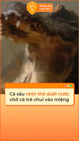 Cá sấu chờ đợi hàng giờ liền để cá trê tự bơi vào miệng #tiktoknews #vnnn #vnnnfunfact #foryoupage #fyp#khampha#dongvat #thegioidongvat