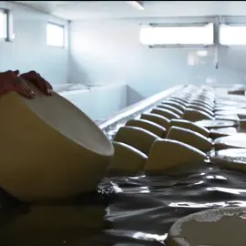 Con questo caldo un po' le invidiamo le nostre forme di #parmigianoreggiano a mollo nella loro piscina! #Summer #splash #tuffo #estate