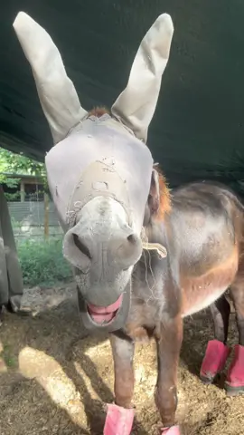 Pastor #montethesingingdonkey reporting for duty this morning 🤣🤣🤣🤣. PLEASE watch the whole thing, it is SOOO worth it 😫🤣. #emptybowlblues #farmyardopera #andthen #yardgoblin #ItsGreatOutdoors #farmyarddrama #donkeysoftiktok #donkeytok #donkey #donkeybray #heckinheck #fyp #Texas #flygear #herecomestheboy