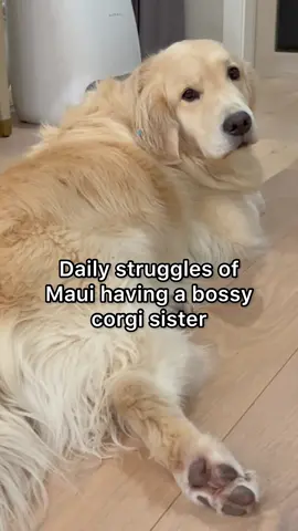 💀FYI, if you ever want a corgi sibling #PetsOfTikTok #corgi #goldenretriever #funnyvideos