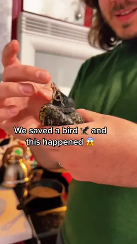 Why were we so scared 🤣 #bird #robin #funny #viral
