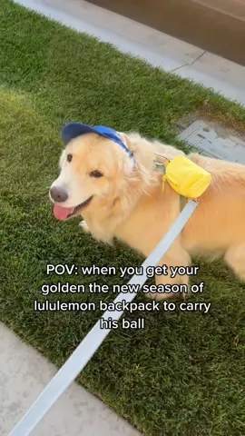 Tiktok made me buy it #lululemonbackpack #goldenretriever #PetsOfTikTok #fashiontiktok