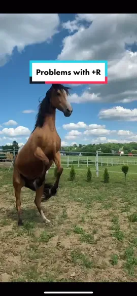 Training with positive reinforcement motivates your horse to choose to work with you and offer novel movements!You ask for something simple and they offer 100x that 😆 It’s a “problem” #trickhorsetraining #buckskinhorse #positivereinforcement #horsetrainingtips #horseproblems