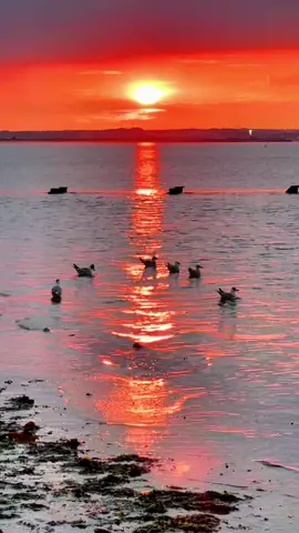 #sunset #foryou #ocean #beachsunset🌅🌊 #♥️🌅 #seabirds