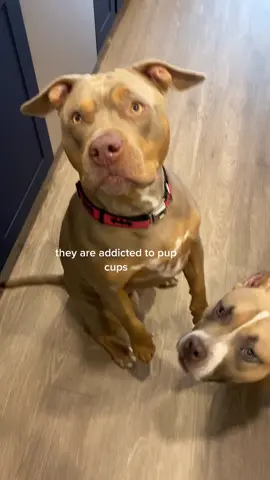 starting a saturday morning off with a pup cup? I think so. #bulliesoftiktok #funnydog #dogsoftiktok #fyp