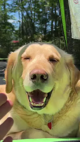 Trampoline Party 🥺❤️ #pets #dogs #PetsOfTikTok #CheetosReaperReactions #viral #fyp