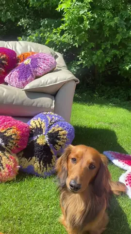 Thought it was time I got on this silly dance app. Here are my new pansy cushions 🌸#tuft #tufting #tuftinggun #dachshund #miniaturedachshund