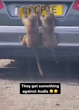 They Hate Audi’s 😂.      #tiktok #fyp #kikigee #theafricancarguy #OhNo #audi #monkey