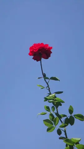 Balas @reelxx090 #rose #flowers #aesthetic #fyp #KeepKalem