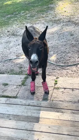 Came out at 7:30a to bring some houseplants in, and got TOLD about snacks 🤣. Such a happy dude 🥰. #montethesingingdonkey #emptybowlblues #yardgoblin #farmyardopera #donkeysoftiktok #donkeytok #donkeybray #Texas #fyp #happy #xyzbca #diva #weekend #WeekendVibes