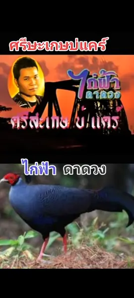ไ#ไก่ฟ้าดาดวงต้นฉบับ🥰🥰🥰