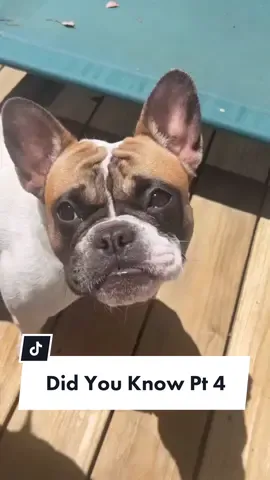Stuff they dont teach you in school #frenchieoftiktok #anxiety #allergies #smellinggood #dogsoftiktok #teach @somefrenchienamedapollo @somefrenchienamedapollo